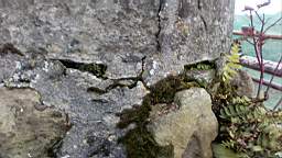stcronans 1110.jpg
